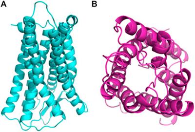 The Active Ingredients Identification and Antidiarrheal Mechanism Analysis of Plantago asiatica L. Superfine Powder